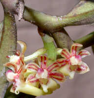 Robiquetia gautierensis: Robiquetia gautierensis (J.J.Sm.) Kocyan & Schuit., inflorescence, photo E.F. de Vogel, Leiden cult. 20031520 (Harris 1469) from Papua New Guinea, Gulf Prov.