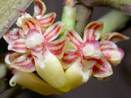 Robiquetia gautierensis: Robiquetia gautierensis (J.J.Sm.) Kocyan & Schuit., flowers, various views, photo E.F. de Vogel, Leiden cult. 20031520 (Harris 1469) from Papua New Guinea, Gulf Prov.