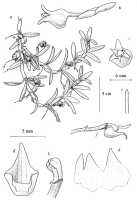 Mediocalcar umboiense: Mediocalcar umboiense Schuit., drawing A. Schuiteman in Orchid Monogr. 8 (1997) fig. 22