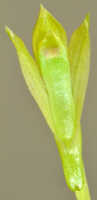 Dendrobium nebularum: Dendrobium nardoides Schltr., flower, view from below, photo Ed de Vogel, Leiden cult. 20121121 (S. Lyon) from Papua New Guinea, Morobe Prov.