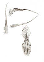 Dendrobium ajoebii: Dendrobium ajoebii J.J.Sm., drawing J.J. Smith, based on Gjellerup 896