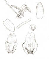 Liparis condylobulbon: Liparis confusa J.J.Sm. var. papuana J.J.Sm., floral analysis, drawing J.J. Smith, based on Gjellerup 600