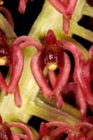 Crepidium ophrydis: Crepidium ophrydis (J.Koenig) M.A.Clem. & D.L.Jones, photo Jon Cara, flower, front view, cult. Jon Cara, from Australia