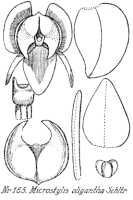 Crepidium oliganthum: Crepidium oliganthum (Schltr.) Szlach. (as Microstylis oligantha Schltr.), drawing R. Schlechter in Repert. Spec. Nov. Regni Veg. Beih. 21 (1923) t. 48, fig. 165