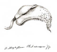Bulbophyllum phalaenopsis: Bulbophyllum phalaenopsis J.J.Sm., flower, drawing J.J. Smith, from Bogor cult. (Schmidt) 29-XI-108