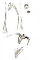 Dendrobium carinulatidiscum: Diplocaulobium carinulatidiscum (J.J.Sm.) A.D.Hawkes (as Dendrobium carinulatidiscum J.J.Sm.), drawing J.J. Smith, based on Lam 448