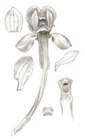 Dendrobium legareiense: Dendrobium legareiense J.J.Sm. var. rouffaerense J.J.Sm., drawing J.J. Smith, based on Docters van Leeuwen 10333