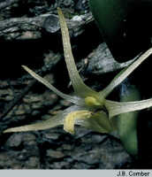 Dendrobium minjemense: overview of Papua New Guinea (Madang Province: Minjem River).