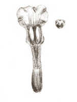 Styloglossum ventilabrum: Styloglossum ventilabrum (Rchb.f.) T.Yukawa & P.J.Cribb, as Calanthe chrysantha Schltr., drawing J.J. Smith, from Janowsky 151