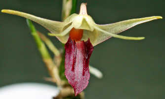 Dendrobium shearmanii: Dendrobium shearmanii Schuit. & de Vogel, flower, front view, photo Ed de Vogel, Leiden cult. 20031791 (Harris), from Papua New Guinea, without locality