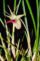 Dendrobium shearmanii: Dendrobium shearmanii Schuit. & de Vogel, stems with flower,photo Ed de Vogel, Leiden cult. 20031791 (Harris), from Papua New Guinea, without locality