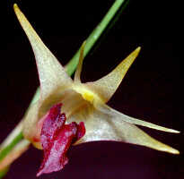 Dendrobium shearmanii: Dendrobium shearmanii Schuit. & de Vogel, flower, oblique front view, photo Ed de Vogel, Leiden cult. 20031791 (Harris), from Papua New Guinea, without locality