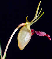 Dendrobium shearmanii: Dendrobium shearmanii Schuit. & de Vogel, flower, lateral view, photo Ed de Vogel, Leiden cult. 20031791 (Harris), from Papua New Guinea, without locality