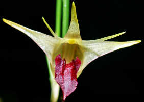 Dendrobium shearmanii: Dendrobium shearmanii Schuit. & de Vogel, flower, front view, photo Ed de Vogel, Leiden cult. 20031791 (Harris), from Papua New Guinea, without locality