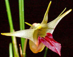 Dendrobium shearmanii: Dendrobium shearmanii Schuit. & de Vogel, flower, oblique lateral view, photo Ed de Vogel, Leiden cult. 20031791 (Harris), from Papua New Guinea, without locality