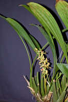 Coelogyne asperata: Coelogyne asperata Lindl., plant habit, photo Ed de Vogel, Leiden cult. 27425 (de Vogel), from Malaysia, Sarawak