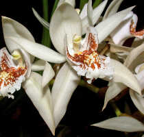 Coelogyne asperata: Coelogyne asperata Lindl., flower, oblique front view, photo Ed de Vogel, Leiden cult. 920391 (Kristelijn), without locality