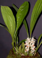 Coelogyne asperata: Coelogyne asperata Lindl., plant habit, photo Ed de Vogel, Leiden cult. 920391 (Kristelijn), without locality