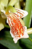 Coelogyne asperata: Coelogyne asperata Lindl., centre of flower, oblique front view, photo Ed de Vogel, Leiden cult. 27425 (de Vogel), from Malaysia, Sarawak