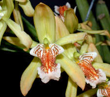Coelogyne asperata: Coelogyne asperata Lindl., flower, front view, photo Ed de Vogel, Leiden cult. 27425 (de Vogel), from Malaysia, Sarawak