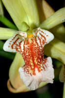 Coelogyne asperata: Coelogyne asperata Lindl., centre of flower, front view, photo Ed de Vogel, Leiden cult. 27425 (de Vogel), from Malaysia, Sarawak