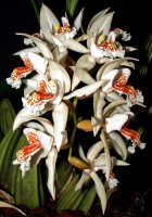 Coelogyne asperata: Coelogyne asperata Lindl., inflorescence, photo Ed de Vogel, Leiden cult. 920391 (Kristelijn), without locality