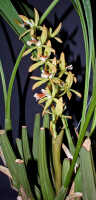 Coelogyne asperata: Coelogyne asperata Lindl., inflorescence, photo Ed de Vogel, Leiden cult. 27425 (de Vogel), from Malaysia, Sarawak