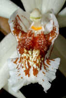 Coelogyne asperata: Coelogyne asperata Lindl., centre of flower, front view, photo Ed de Vogel, Leiden cult. 920391 (Kristelijn), without locality