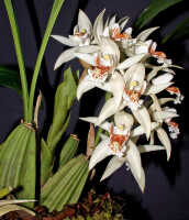Coelogyne asperata: Coelogyne asperata Lindl., inflorescence, photo Ed de Vogel, Leiden cult. 920391 (Kristelijn), without locality