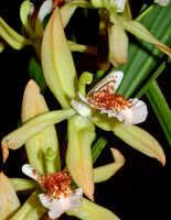Coelogyne asperata: Coelogyne asperata Lindl., flower, oblique lateral view, photo Ed de Vogel, Leiden cult. 27425 (de Vogel), from Malaysia, Sarawak