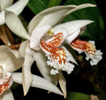 Coelogyne asperata: Coelogyne asperata Lindl., flower, oblique lateral view, photo Ed de Vogel, Leiden cult. 920391 (Kristelijn), without locality