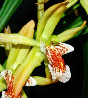 Coelogyne asperata: Coelogyne asperata Lindl., flower, oblique front view, photo Ed de Vogel, Leiden cult. 27425 (de Vogel), from Malaysia, Sarawak