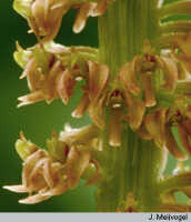 Crepidium ophrydis: overview picture