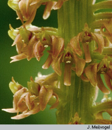 Crepidium ophrydis