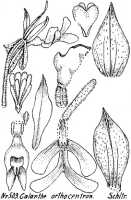 Calanthe triplicata: Calanthe orthocentron Schltr., from Repert. Spec. Nov. Regni Veg. Beih. 21 (1923) t. 134, fig. 503