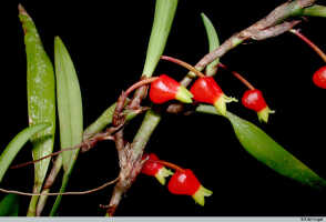 Mediocalcar versteegii subsp. intermedium: Mediocalcar versteegii J.J.Sm. subsp. intermedium Schuit., stem with flowers, photo E.F. de Vogel, Leiden cult. 20030264