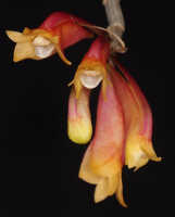 Dendrobium lawesii: Dendrobium lawesii F.Muell., photo John Cara, inflorescence, cult John Cara, from PNG.