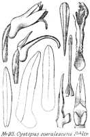 Odontochilus coerulescens: Odontochilus coerulescens (Schltr.) Yukawa (as Cystopus coerulescens Schltr.), drawing R. Schlechter in Repert. Spec. Nov. Regni Veg. Beih. 21 (1923) t. 28, fig. 93