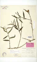 Dendrobium obtusum: Dendrobium fornicatum Schltr. (= Dendrobium obtusum Schltr.), isotype specimen: Schlechter 19539 (L)