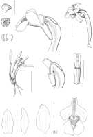 Dendrobium praemorsum: Dendrobium praemorsum Schuit. & de Vogel, Malesian Orchid J. 4 (2009)109, fig. 9. Drawn by Mutsuko Nakajima from the type: van Royen & Sleumer 8017.