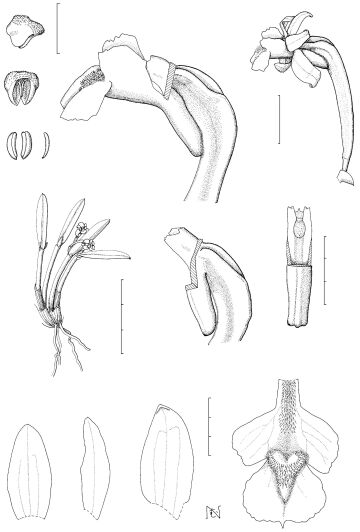 Dendrobium praemorsum