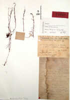 Octarrhena trigona: Octarrhena trigona (J.J.Sm.) P.Royen, as Chitonanthera trigona J.J.Sm., herbarium sheet, Lam 1738 (isotype specimen BO)
