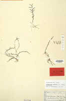 Octarrhena reflexa: Octarrhena reflexa (J.J.Sm.) Schuit., as Chitonanthera reflexa J.J.Sm., herbarium sheet, Janowsky 319 (isotype specimen L)
