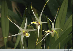 Dendrobium phalangium: Dendrobium phalangium Schltr., habit, photo J. Meijvogel, based on Leiden cult. 31983