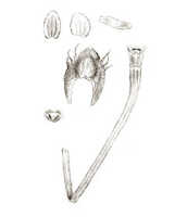 Crepidium gibbsiae: overview picture