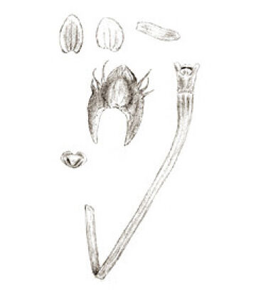 Crepidium gibbsiae