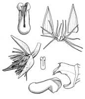 Bulbophyllum schuitemanii: Bulbophyllum schuitemanii J.J.Verm., Nordic J. Bot. 26 (2008) 143, fig. 9, J.J. Vermeulen, detail of drawing, rearranged 
