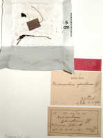 Octarrhena goliathensis: Octarrhena goliathensis J.J.Sm., herbarium sheet, Kock, de 150 (syntype specimen BO)