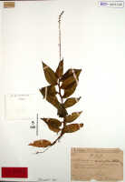 Crepidium decumbens: Crepidium decumbens (Schltr.) Szlach. (as Microstylis decumbens Schltr.), herbarium sheet, Schlechter 17371 (isotype specimen BO)