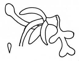 Calanthe micrantha: Calanthe curvato-ascendens Gilli, drawing A. Gilli in Ann. Naturhist. Mus. Wien 84, B (1980 publ. 1983) 17, fig. 4, based on Gilli 466 (holotype W)